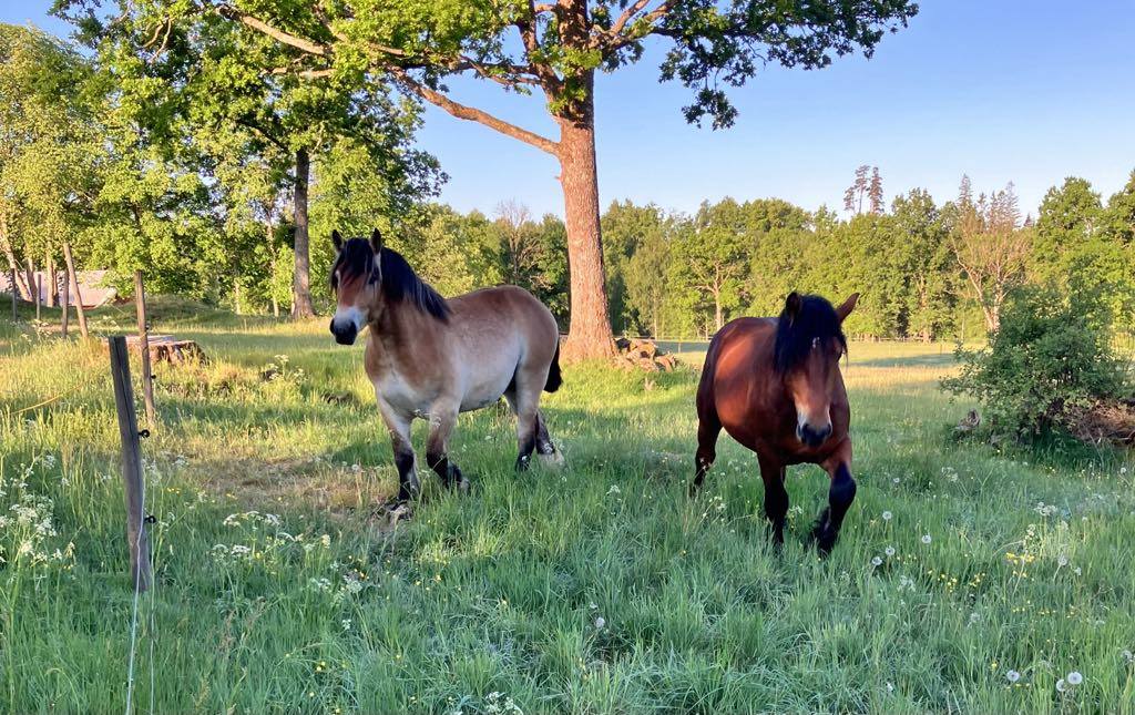 Hästkött från Äspinge Kött Gårdsbutik
