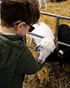 Klappa lamm på Ormanäsgården