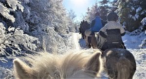 Ritt i Fulltofta Strövområde under vintern