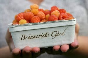 Bär odlade och plockade på Bränneriets Gård, Eslöv